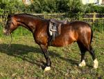 Ormond Rokocko, 12.2hh Welsh Section C Gelding