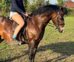 Ormond Rokocko, 12.2hh Welsh Section C Gelding