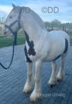 Archie, 13.1hh Riding Gelding