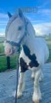 Archie, 13.1hh Riding Gelding