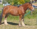 3 Year Old Clydesdale x Gelding 