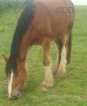 3 Year Old Clydesdale x Gelding 