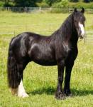 2 Year Old Filly