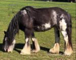2 Year Old Filly