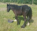Yearling Colt