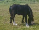 Yearling Colt