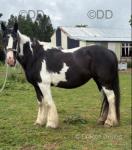 15hh Mare