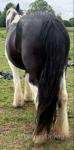 15hh Mare
