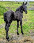 Friesian Colt Foal