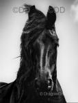Friesian Colt Foal