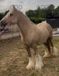 Diva, 14.3hh Riding Mare