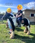 13.2hh Gelding