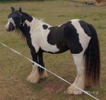 13.2hh Gelding