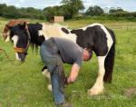 13.2hh Gelding