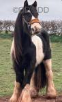 13.2hh Gelding