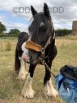 13.1hh Gelding