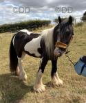 13.1hh Gelding