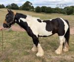 13.1hh Gelding