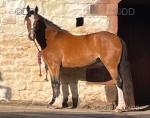 14.2hh Ride and Drive Mare