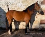14.2hh Ride and Drive Mare