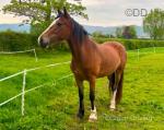 14.2hh Ride and Drive Mare