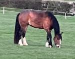 14.2hh Ride and Drive Mare
