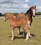 Welsh Section B Filly Foal