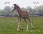 Welsh Section B Filly Foal