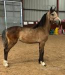 Welsh Section D Filly