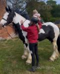 15.3hh Riding Gelding