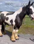 15.3hh Riding Gelding