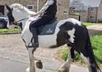 15.2hh Riding Mare