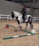 15.2hh Riding Mare