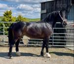 Annie, 3 Year Old Welsh Section C Filly