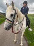 14.2hh Connemara Mare