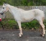 14.2hh Connemara Mare