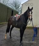 Sia, 16.2hh ISH Mare