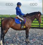 Sia, 16.2hh ISH Mare
