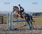 Sia, 16.2hh ISH Mare
