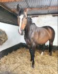 Sia, 16.2hh ISH Mare