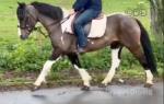 13.2hh Riding Gelding