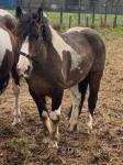 13.2hh Riding Gelding