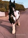 3 Year Old Filly