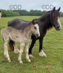13.3hh Mare with Filly Foal at Foot