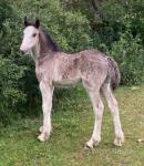 13.3hh Mare with Filly Foal at Foot