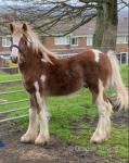 Flash Harry, Yearling Colt