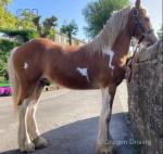 Flash Harry, Yearling Colt