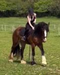 Darla, 16.3hh Riding Mare