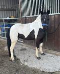 Maggie, 11hh Ride & Drive Mare