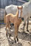 Duchess, 16.3hh Mare, Possibly in Foal, with Colt Foal at Foot